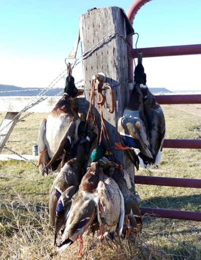 Chris Dittman 2018-19 Game Strap Ducks