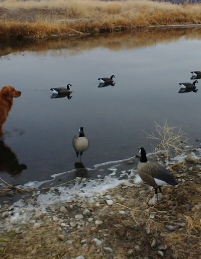 Chris Dittman Goose Setup